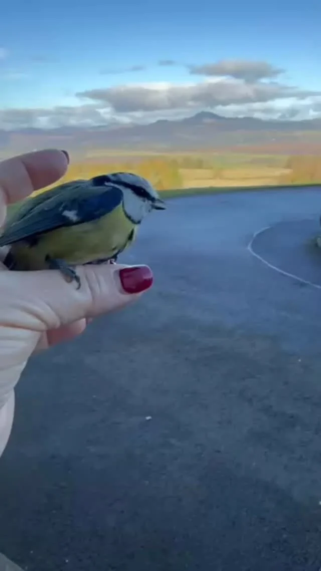 Tiny rescue moment: cat vs. bird, bird wins this round. Off she flies 🐦